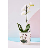 Portmeirion Botanic Garden Orchid Pot - Cook N Dine