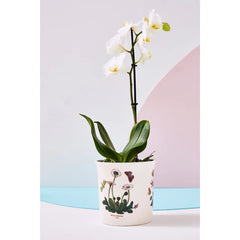 Portmeirion Botanic Garden Orchid Pot