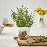 Royal Worcester Wrendale Designs Flower/Herb Pot - Hedgehog - Cook N Dine