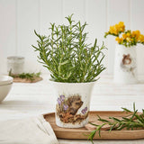 Royal Worcester Wrendale Designs Flower/Herb Pot (Hedgehog) - Cook N Dine